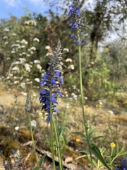 Salvia lavanduloides