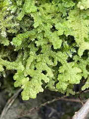 Trichocolea tomentella