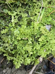 Trichocolea tomentella