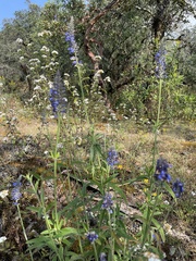 Salvia lavanduloides