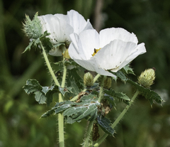 Argemone polyanthemos