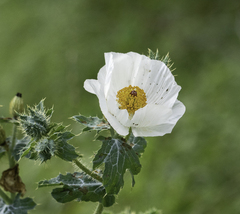 Argemone polyanthemos