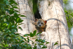 Lepilemur hubbardorum