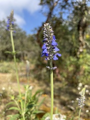 Salvia lavanduloides