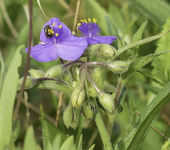 Tradescantia occidentalis