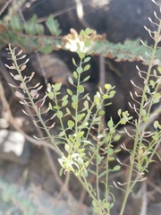 Lepidium