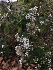 Ageratina altissima