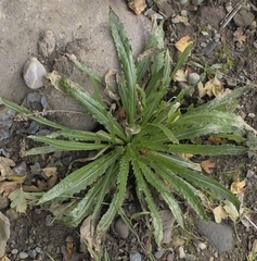 Plantago coronopus