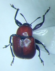 Attelabus nitens