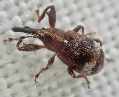 Anthonomus bituberculatus