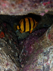 Oplegnathus insignis