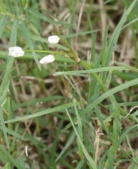 Nothoscordum bivalve