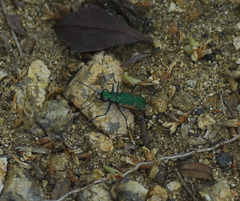 Cicindela