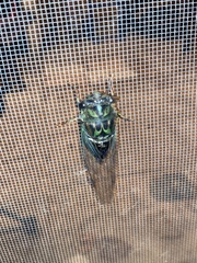 Neotibicen
