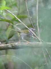 Myiothlypis leucoblephara