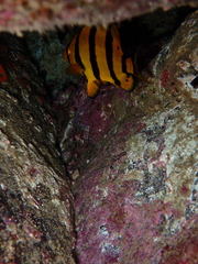 Oplegnathus insignis