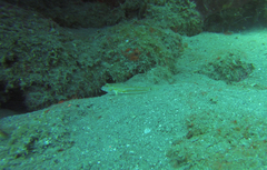Coryphopterus eidolon