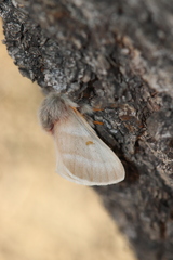 Hemileuca oliviae