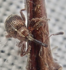 Anthonomus bituberculatus