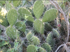 Opuntia bravoana
