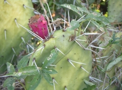 Opuntia bravoana