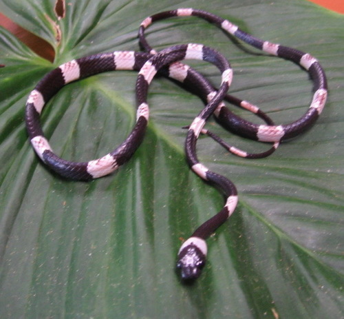 Two-colored Snail-eater