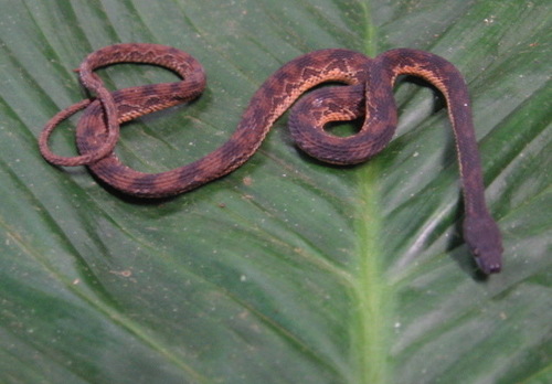 Nothopsis rugosus