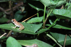 Dendropsophus