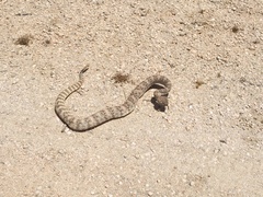 Crotalus pyrrhus