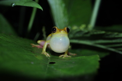Dendropsophus triangulum