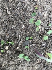 Dichondra carolinensis