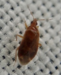 Cardiastethus fasciiventris