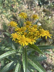 Verbesina virgata