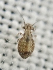 Cerobasis