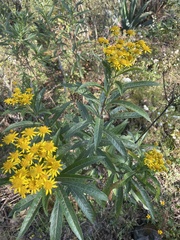 Verbesina virgata