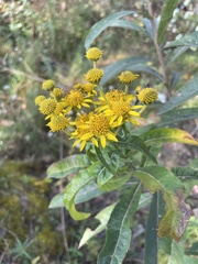 Verbesina virgata