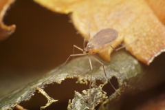 Monarthropalpus flavus