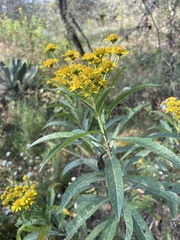 Verbesina virgata