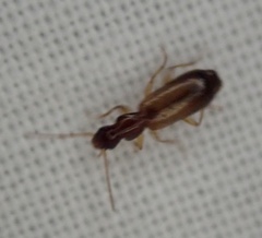 Paradromius linearis