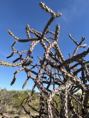 Cylindropuntia thurberi versicolor