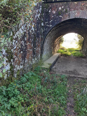 Pseudocrossidium revolutum