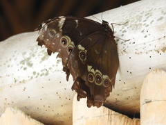 Morpho helenor