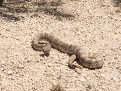 Crotalus pyrrhus