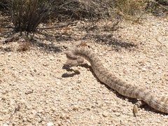 Crotalus pyrrhus