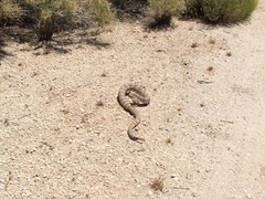 Crotalus pyrrhus
