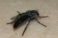 Backomyia