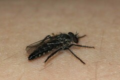 Backomyia