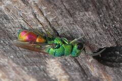 Chrysis marginata aliunda