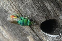 Chrysis marginata aliunda