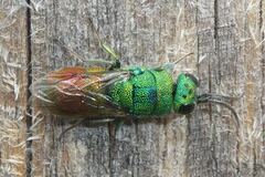 Chrysis marginata aliunda